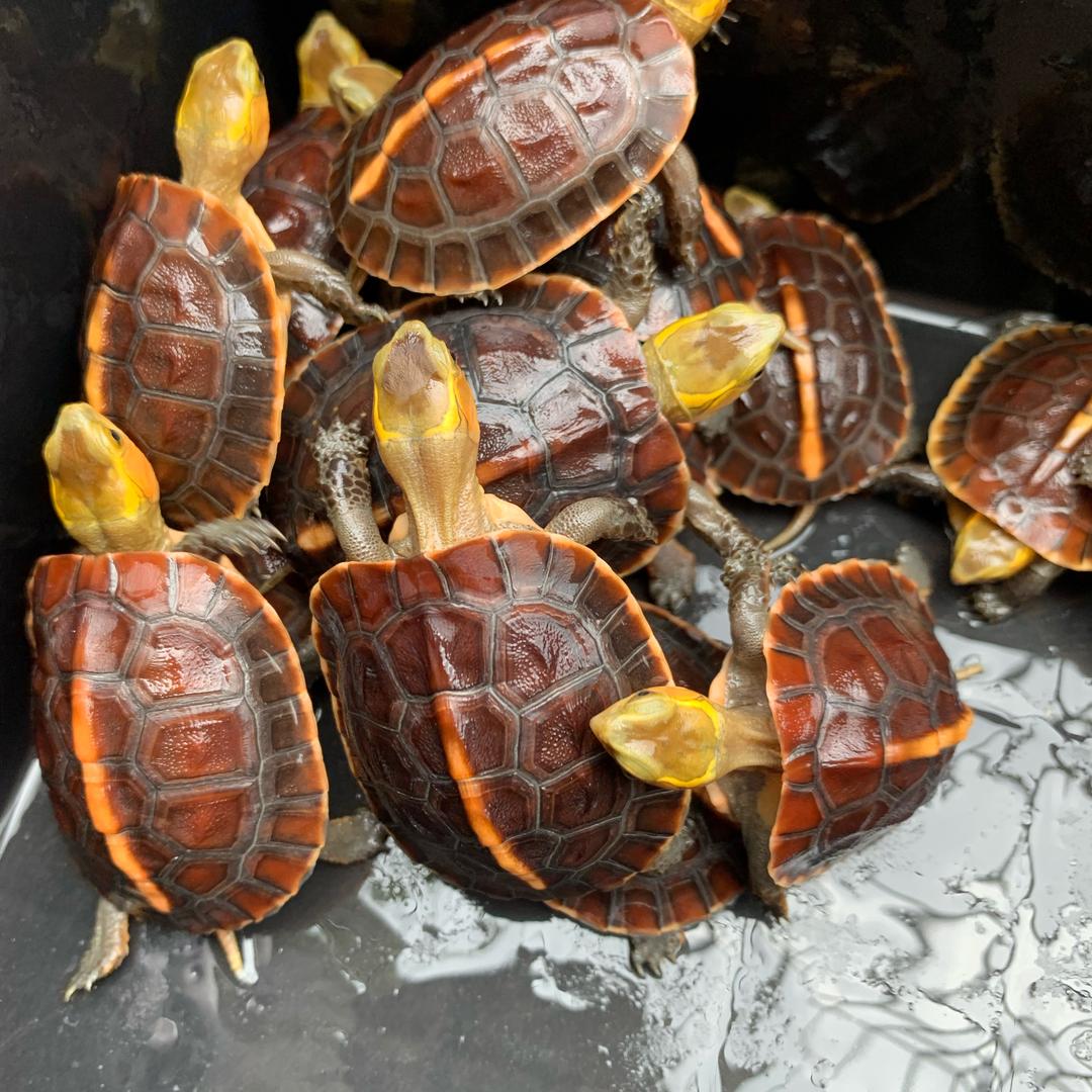 众诚龟业黄缘闭壳龟