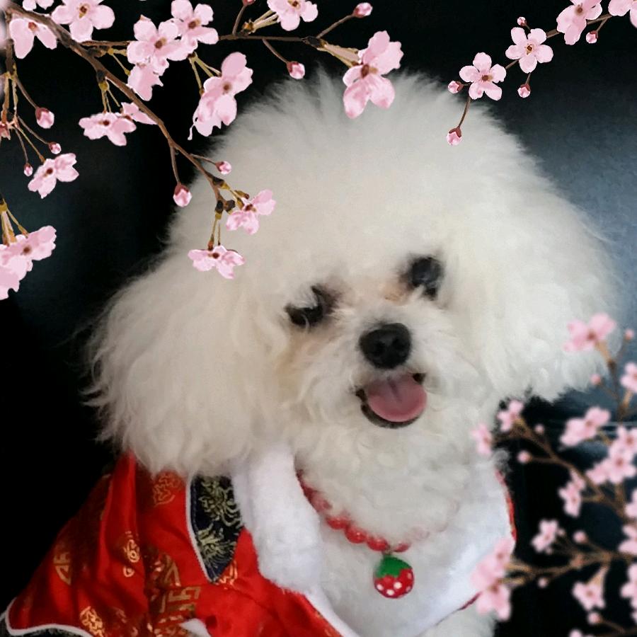 梦紫秋