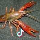 浙江门溪山居-尛龙虾