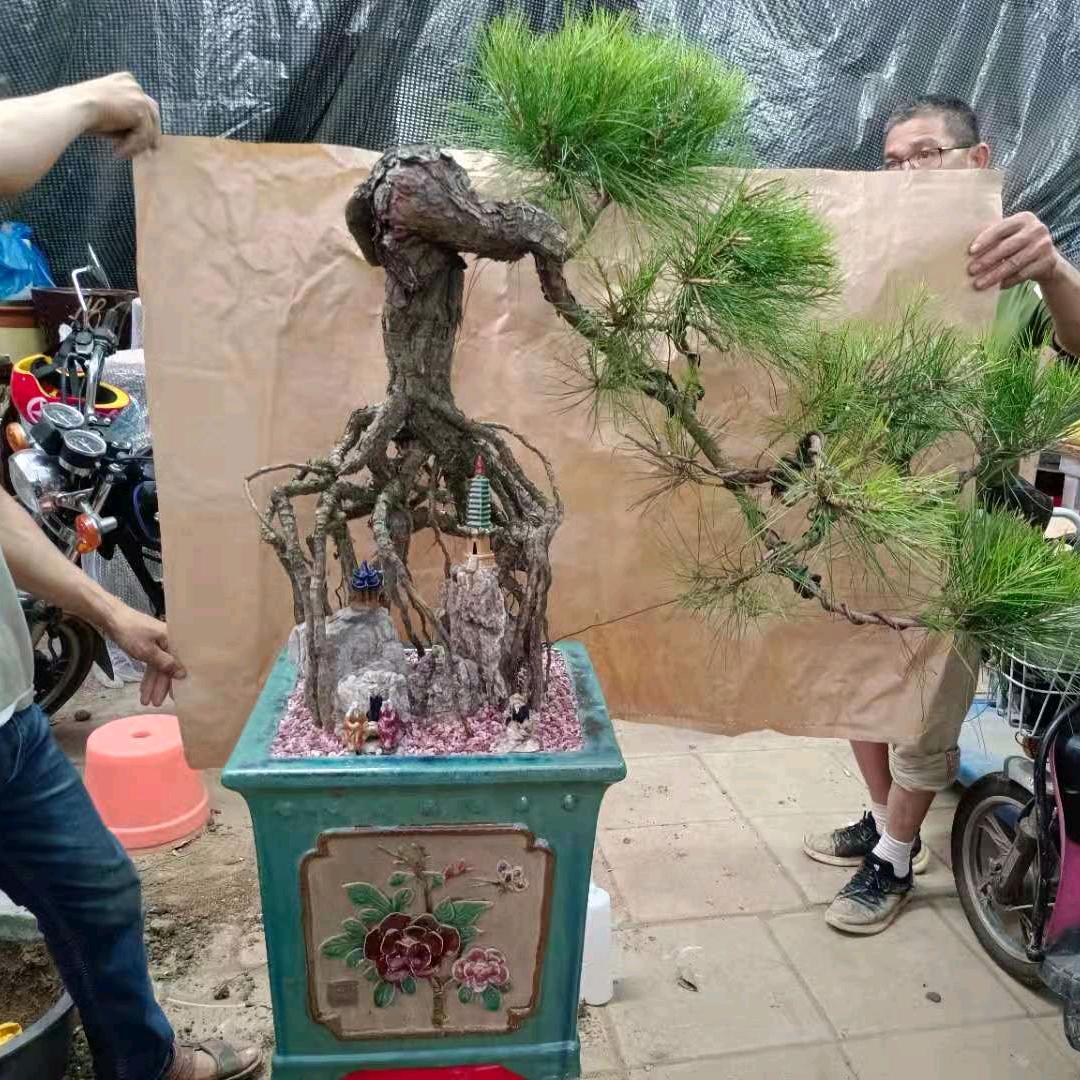 昌盛园艺