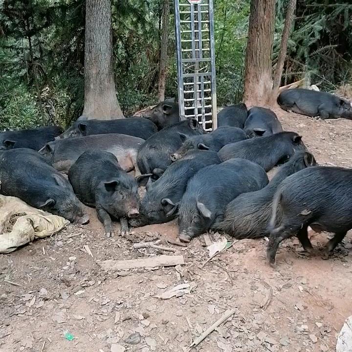 全南县厚道原生态藏香猪 二代野猪养殖基地