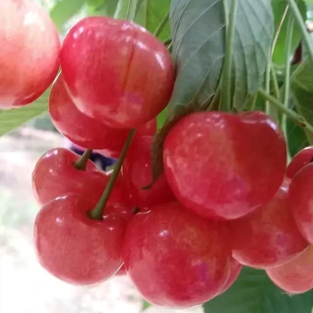 樱桃