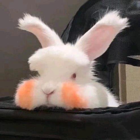 玖.