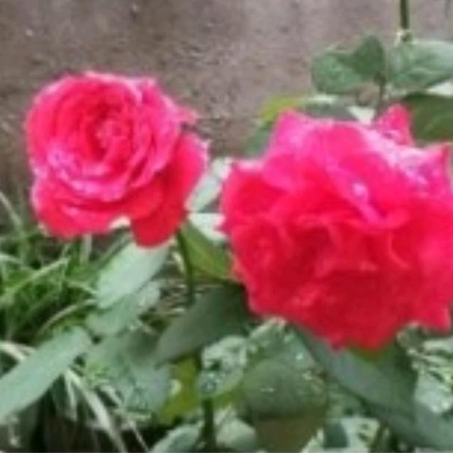 学林路刘姐栽缝铺欢迎大家光临