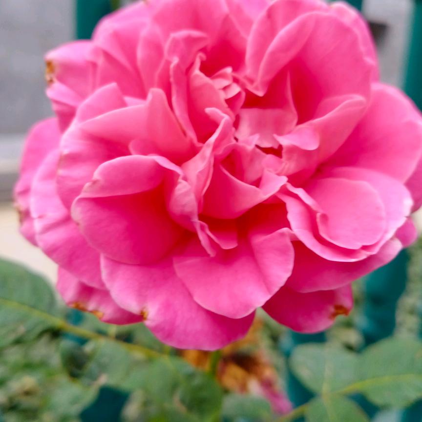 五个孙子的奶奶