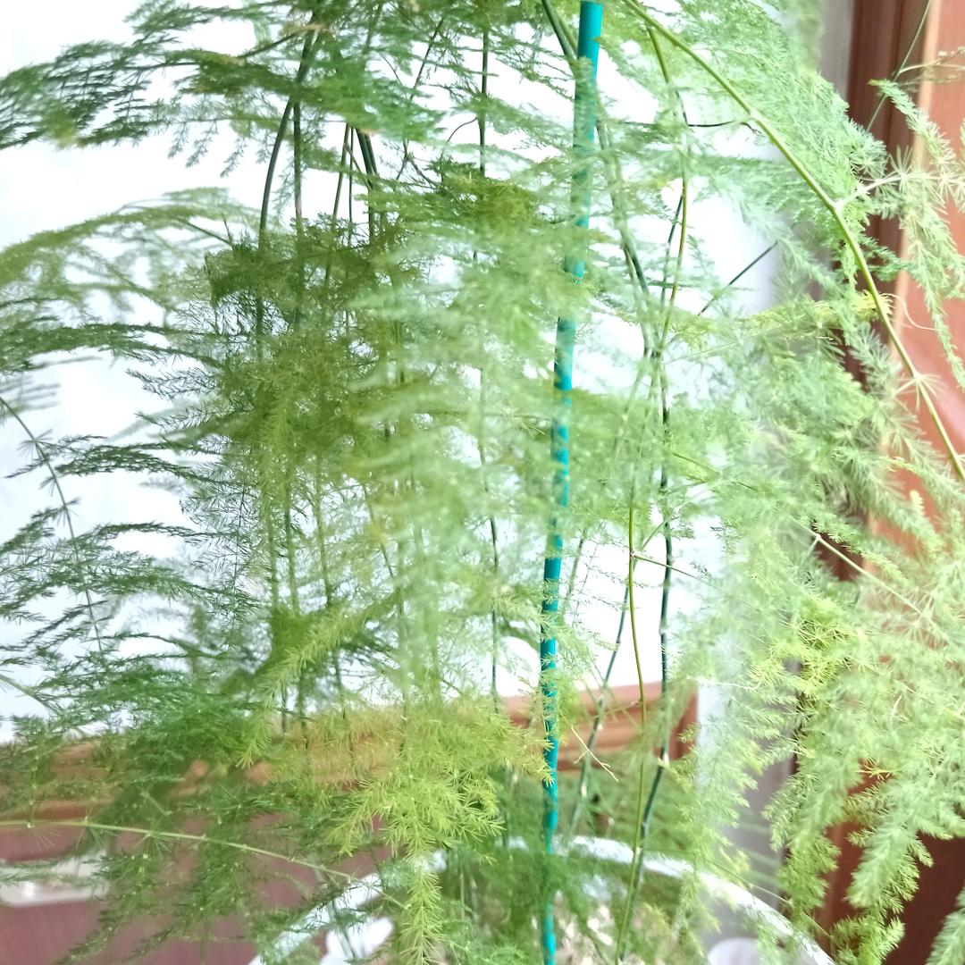 虹运