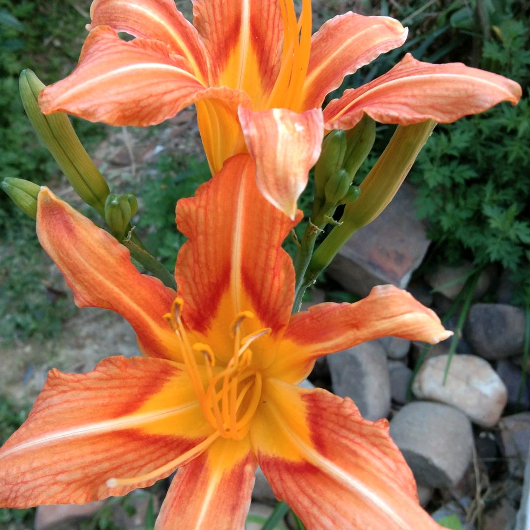 07