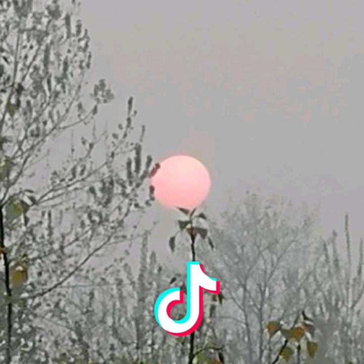 樱桃花开