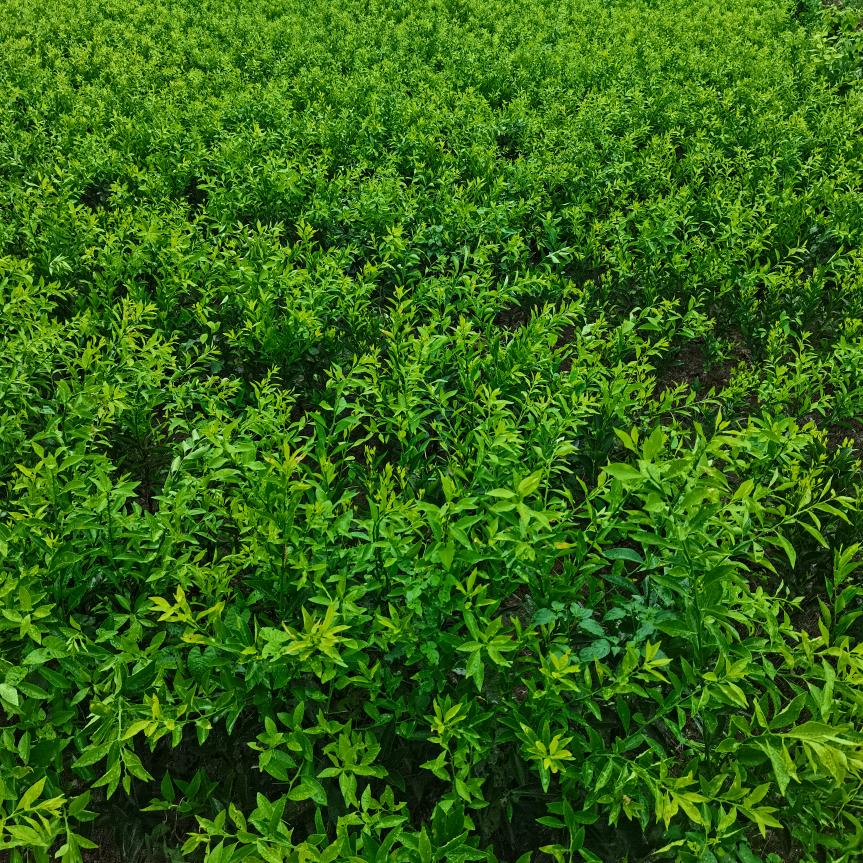 果苗之家余八哥～（专业育苗供应）