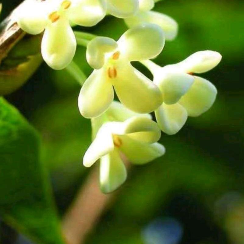 花花零食分享