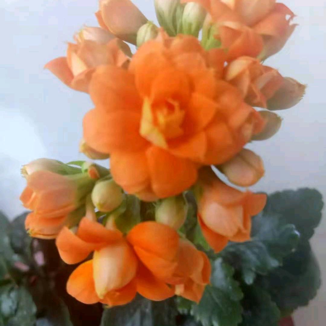 水木清华