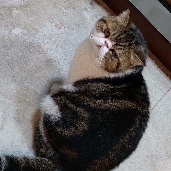 咕中霸王 🕊️霸