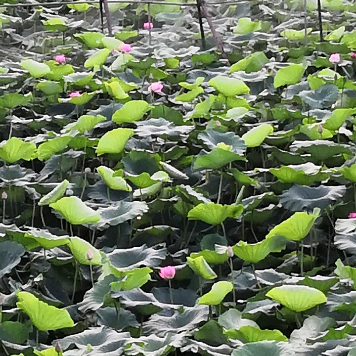 昨日重现(关必回)