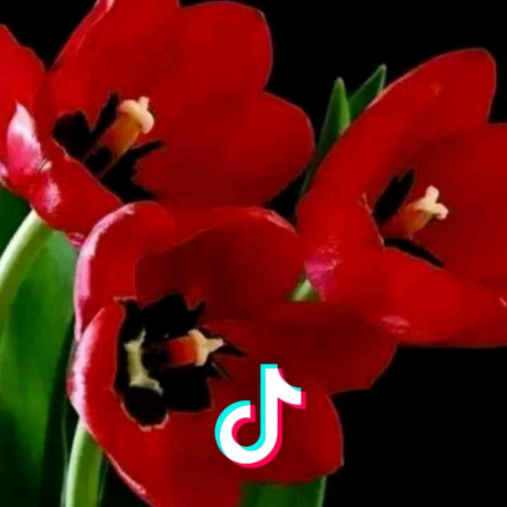 索菲娅