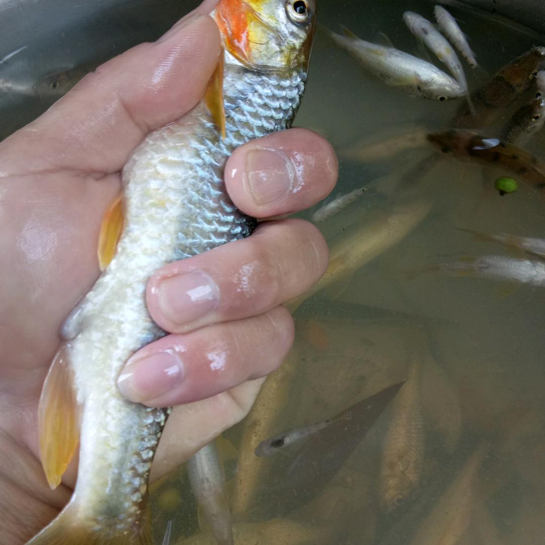 顺乐蚕丝被，棉花被