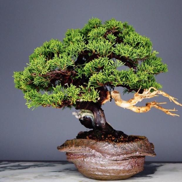 林子手工柴烧盆