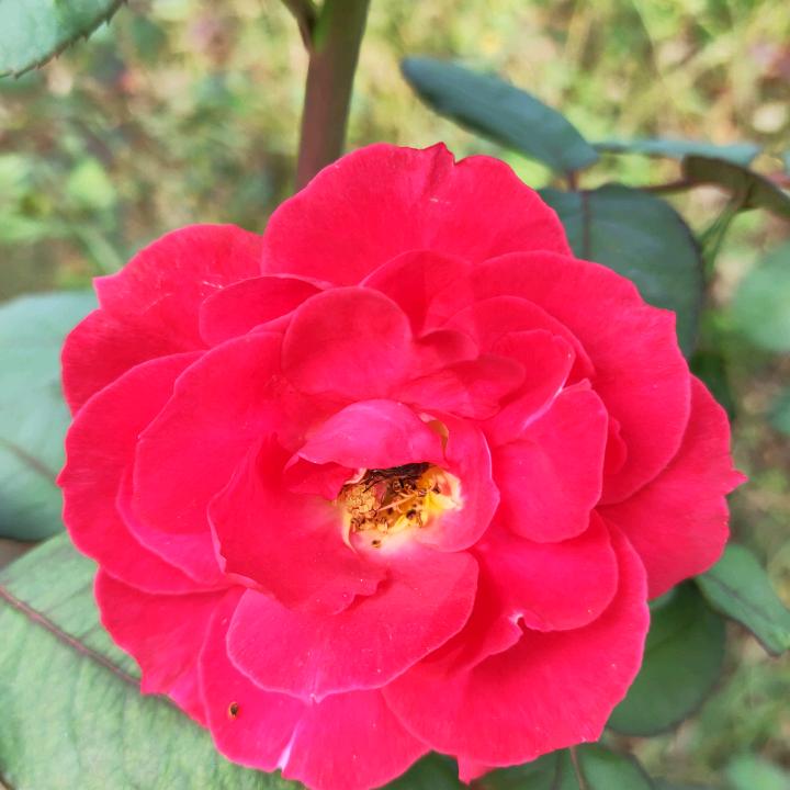 大仙