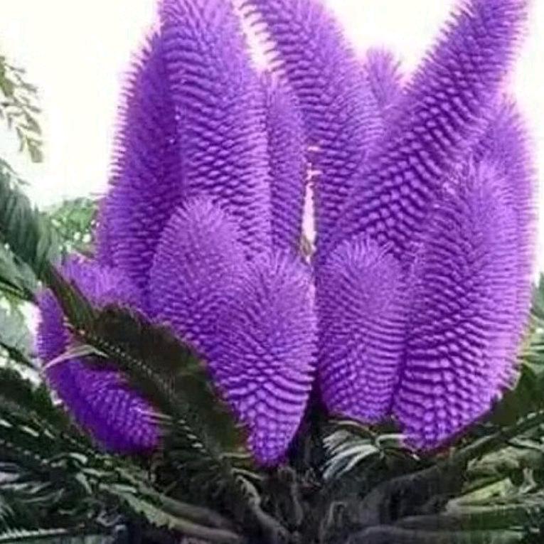 依然1