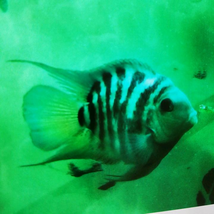 渔翁得李
