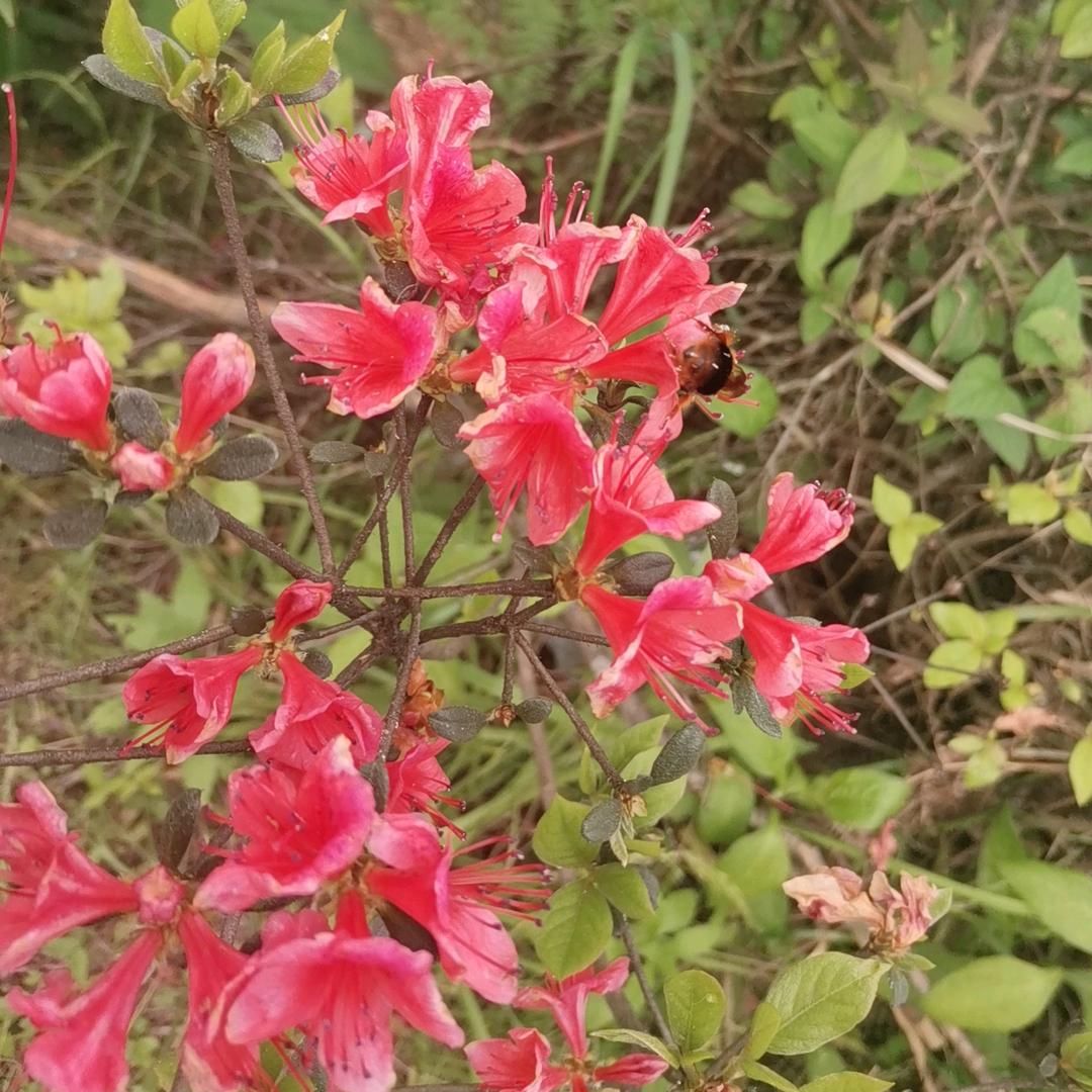 灵儿