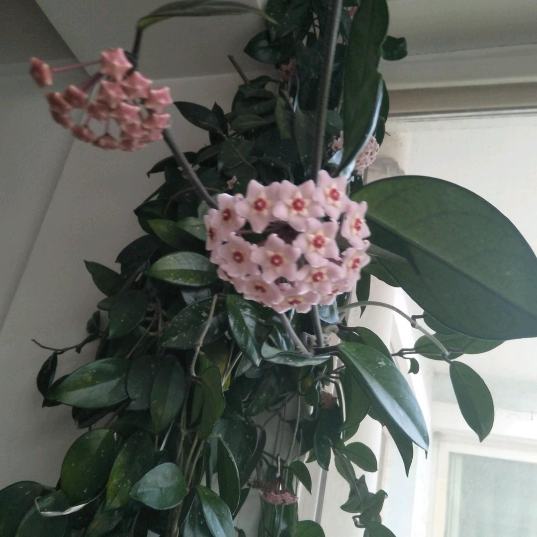 秋兰