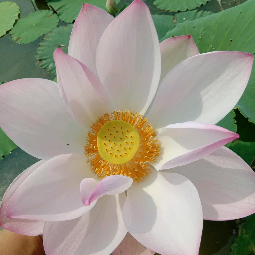 代