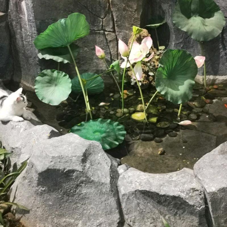 斜管集水槽网格折板斜板加药设备括吸泥机等