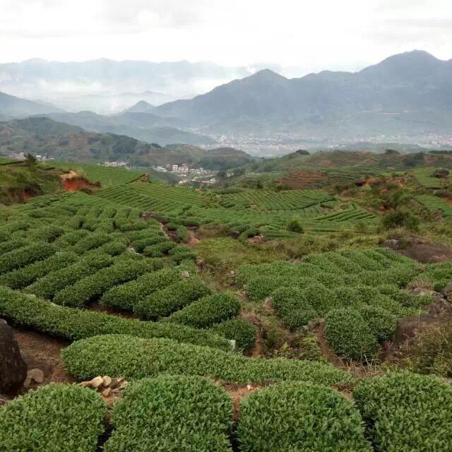 兴癸茗茶
