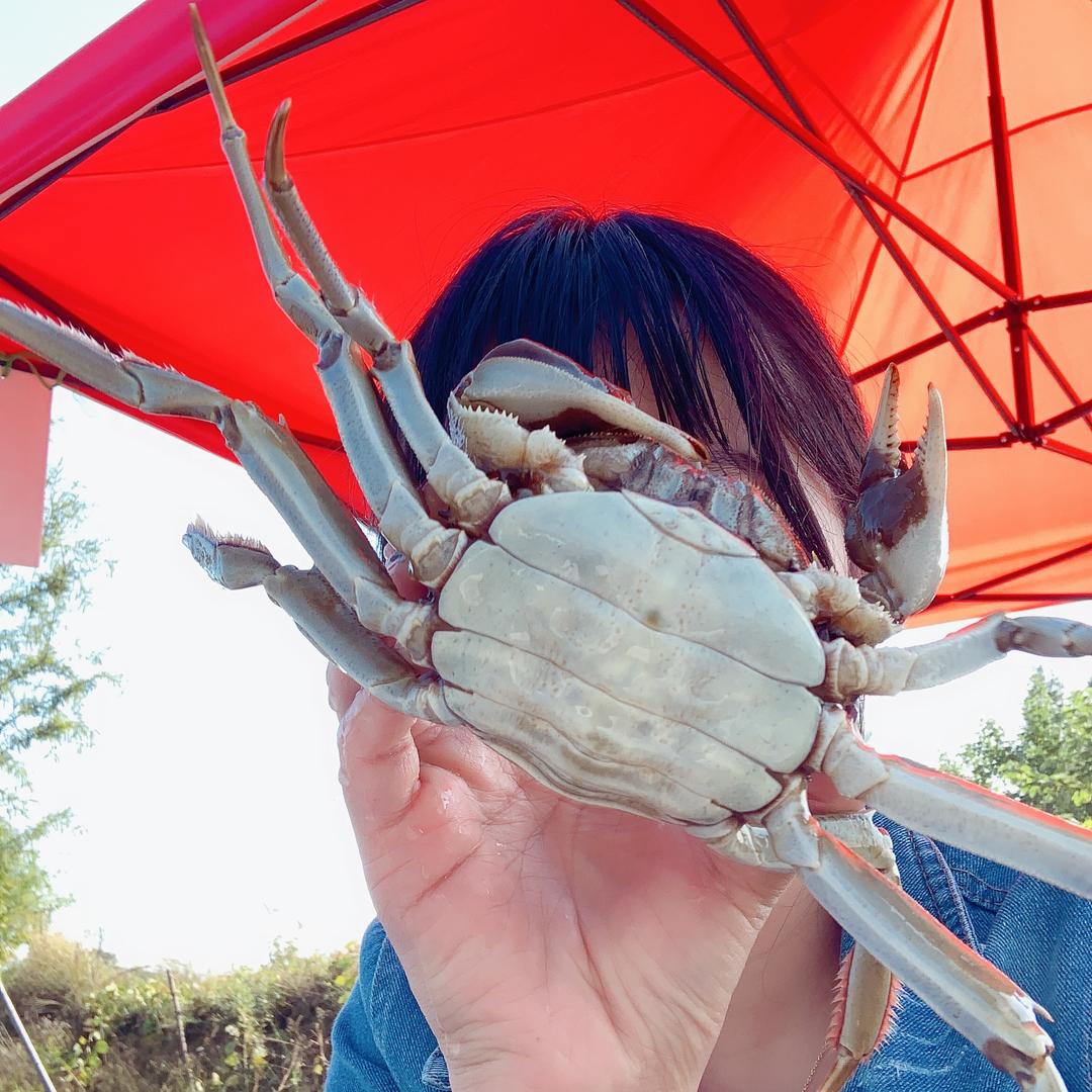 苇蘋大闸蟹