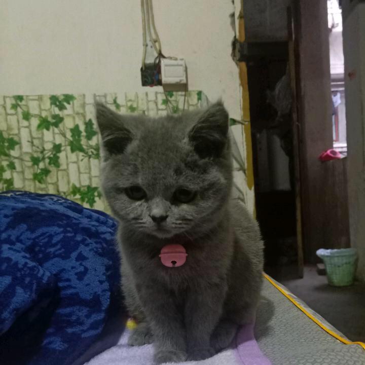 红苕藤藤厚皮菜