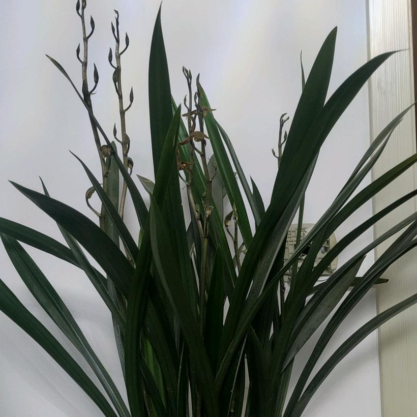 苹果