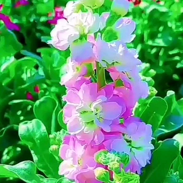 小苹果🌹🌹🌹