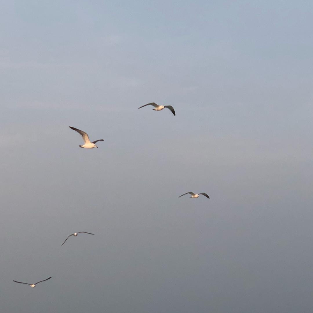 酱油