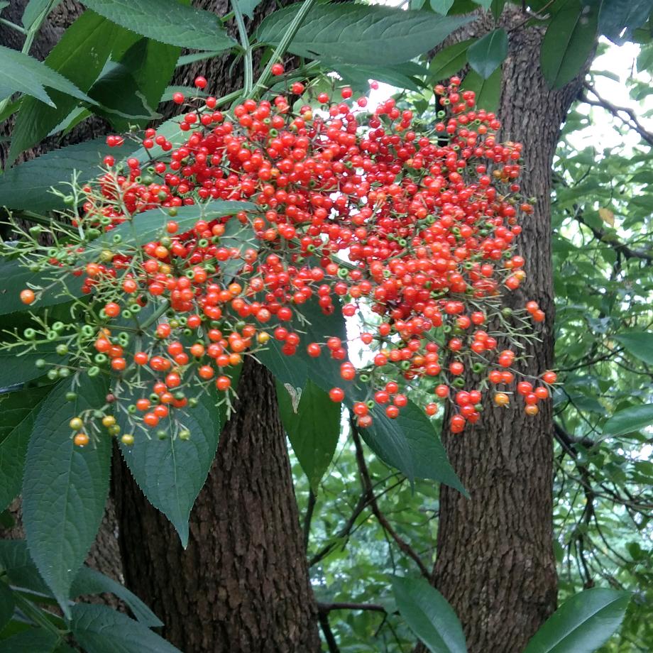 用户1244175979332自愈