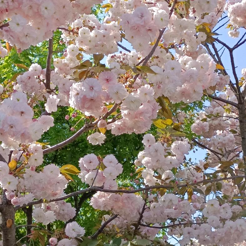 花蝴蝶🌸