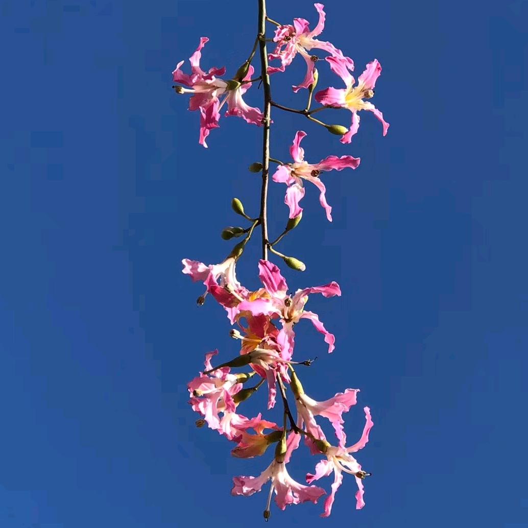 君君