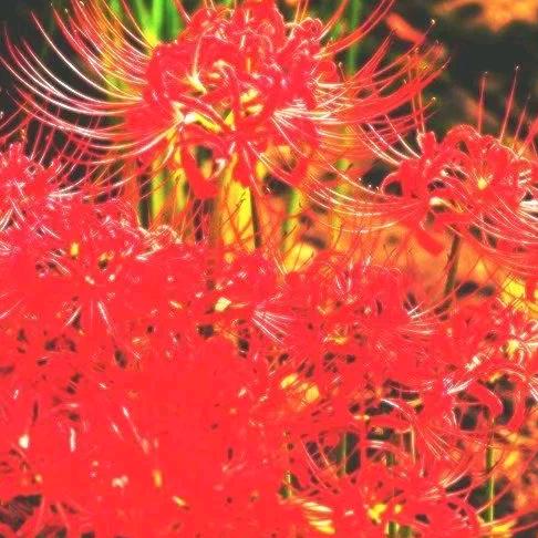 lxw19690510万年松