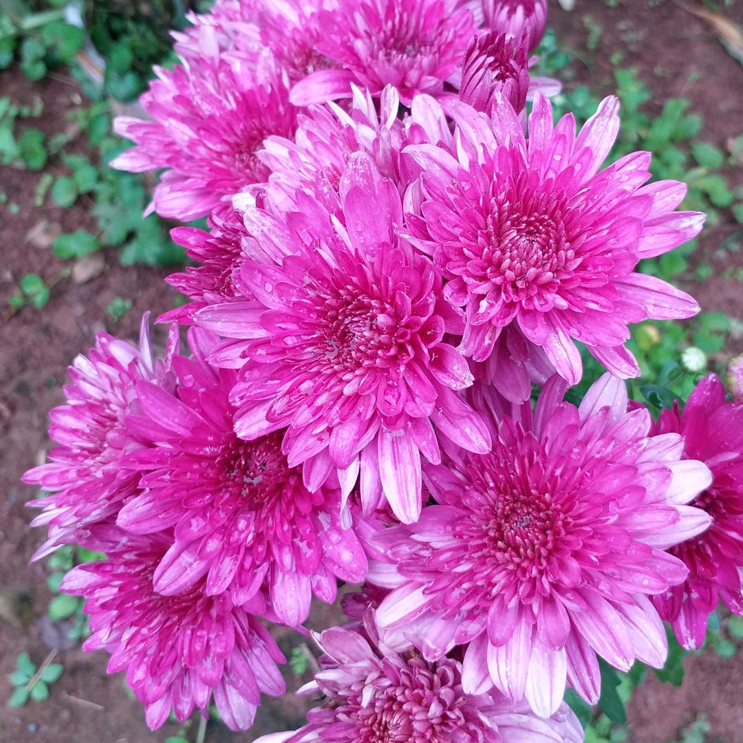 不离不弃爱相随长相依