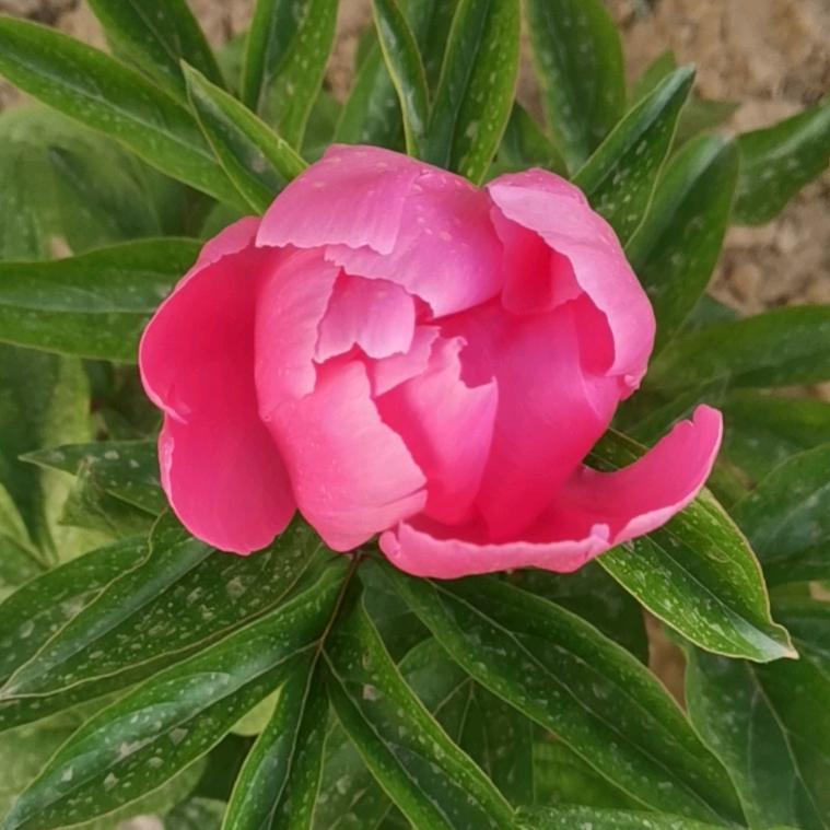 雅鹰