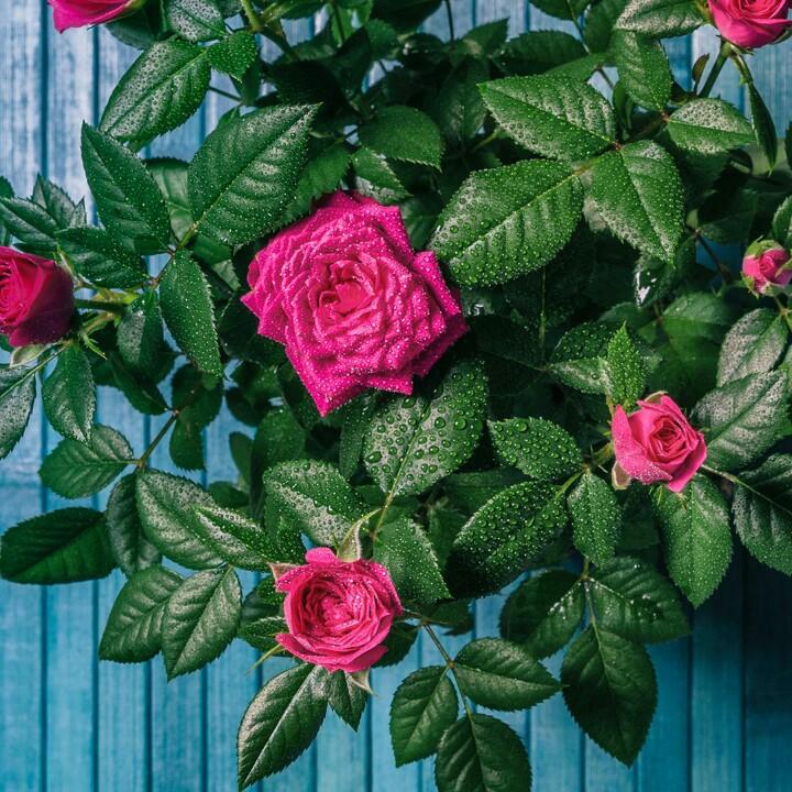 心想事成。。。