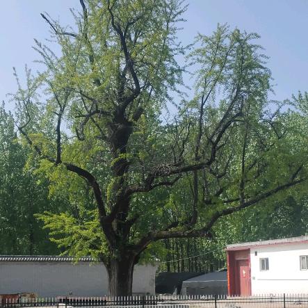 白果树  千年古树村