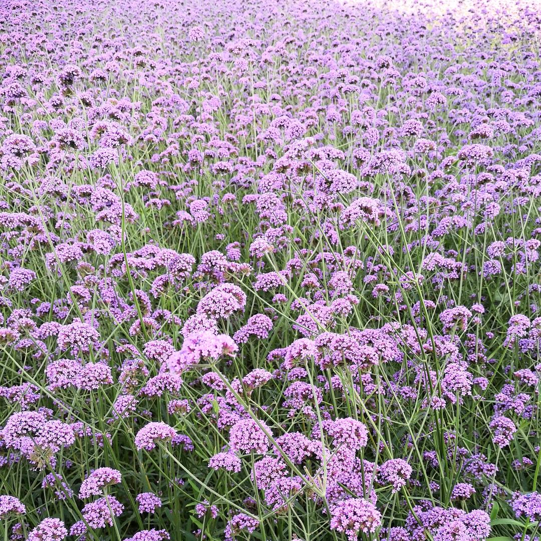 菓菓有梨涡
