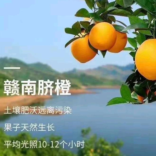 贵州富硒脐橙哥