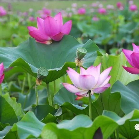 幸福快乐🌞🌹