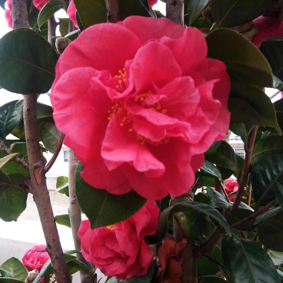 《轻风》南湖大街68年的猴