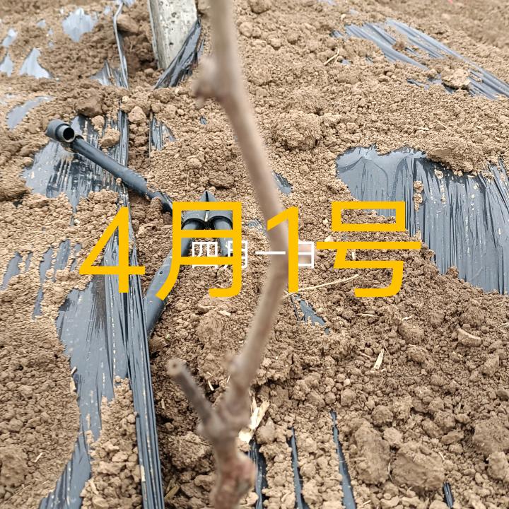 美汁葡萄家庭农场