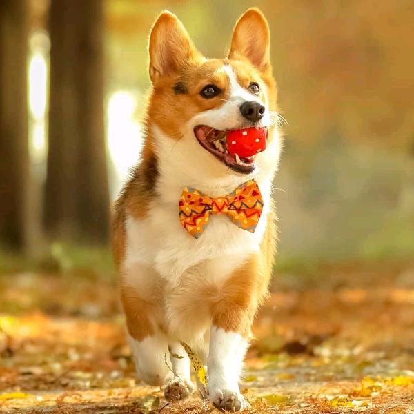 用户3195752000622开心老汉。