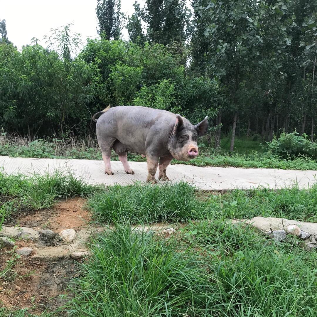 华茗巴克夏种猪