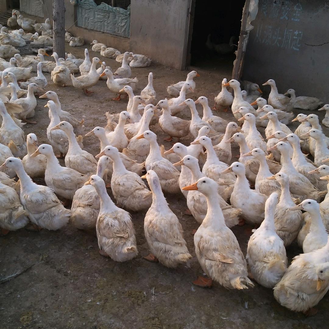 养鸭人