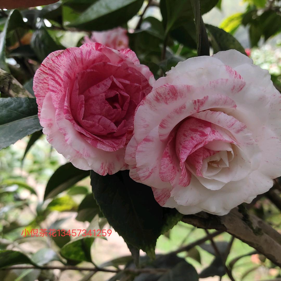 小倪茶花园艺